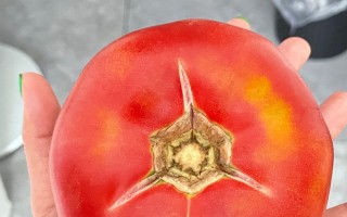 绝地求生之王者巅峰西红柿攻略-绝地求生王者巅峰西红柿玩法全解析